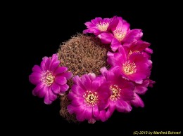 Sulcorebutia spec. 722